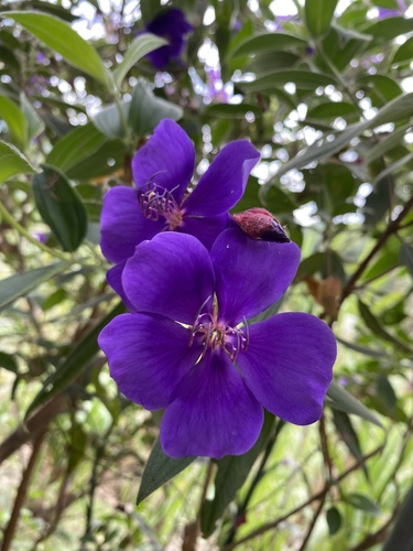 Glory bush