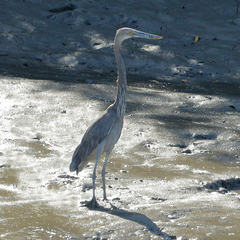 Ardea sumatrana