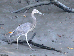 Ardea sumatrana