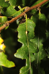 Pseudoneuroterus saliens