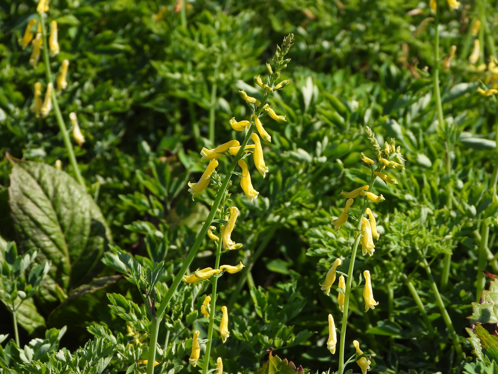 Corydalis platycarpa