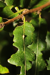 Pseudoneuroterus saliens