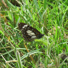Danaus affinis affinis