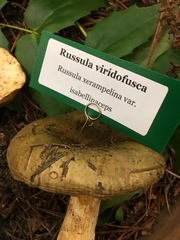 Russula viridofusca