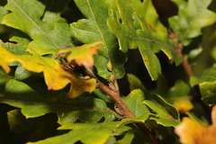 Pseudoneuroterus saliens