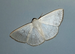 Lomographa argentata