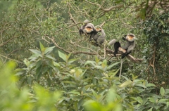 Gray-Shanked Douc Langur photo 2