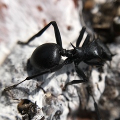 Cephalotes atratus