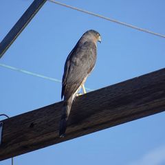 Accipiter cooperii