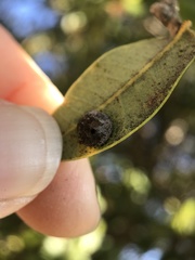 Paracraspis guadaloupensis