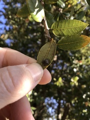 Paracraspis guadaloupensis