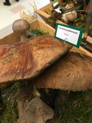 Leccinum ponderosum