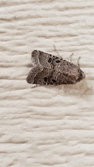 Protorthodes melanopis