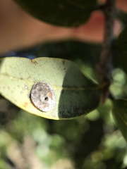 Paracraspis guadaloupensis