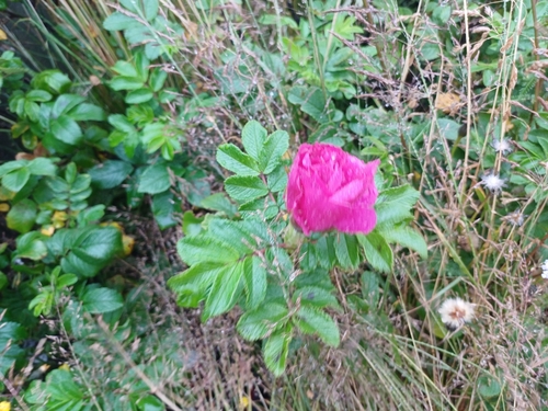 ruža vráskavá (Rosa rugosa)