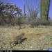 Round-tailed Ground Squirrel - Photo (c) Saguaro National Park, some rights reserved (CC BY)