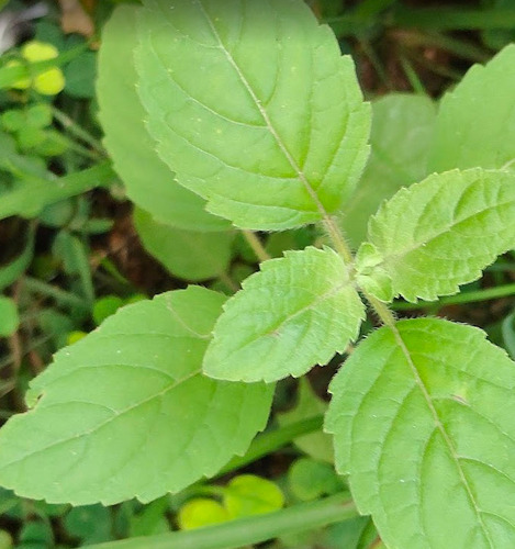 Ocimum tenuiflorum