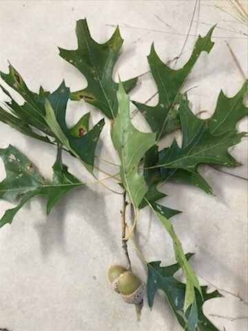 Texas red oak