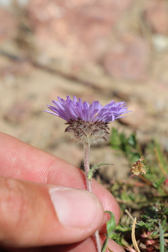 Erigeron grandiflorus, photograph 5