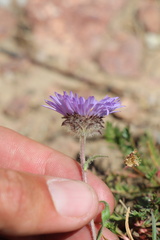 (c) Austin Saunders, some rights reserved (CC BY) Erigeron grandiflorus, photograph (c) Austin Saunders, some rights reserved (CC BY)