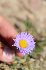 Erigeron grandiflorus, photograph (c) Austin Saunders, some rights reserved (CC BY)