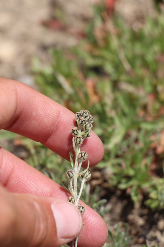 Alpine Sagebrush (Artemisia scopulorum)