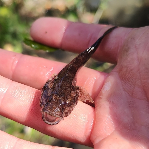 Racer goby (Babka gymnotrachelus) — Gobiidae — 2