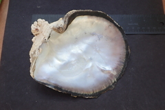 Pinctada margaritifera