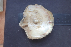 Pinctada maxima