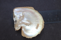 Pinctada maxima