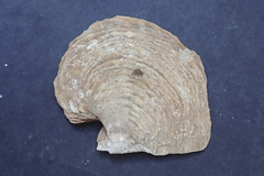 Pinctada maxima