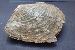 Pinctada maxima