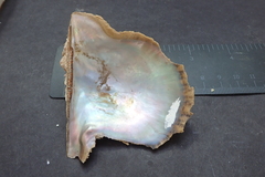 Pteria sterna
