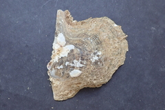 Pteria sterna