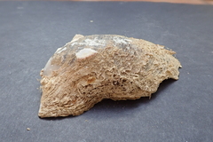 Pteria sterna