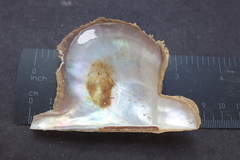 Pteria sterna