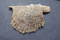 Pteria sterna