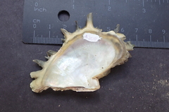 Pinctada mazatlanica