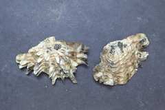 Pinctada mazatlanica