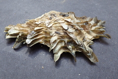 Pinctada mazatlanica