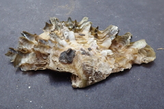 Pinctada mazatlanica