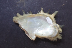 Pinctada mazatlanica
