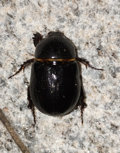 Pentodon quadridens