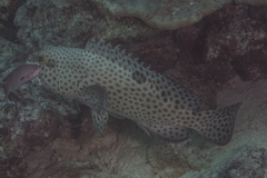 Epinephelus macrospilos