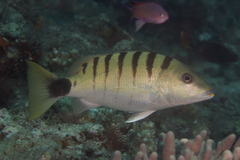 Lutjanus semicinctus