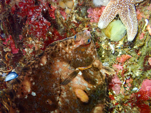Lemon sole (Microstomus kitt) — Pleuronectidae — 3