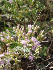Garberia heterophylla image