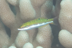 Thalassoma quinquevittatum