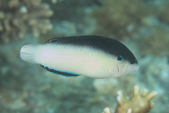 Anampses neoguinaicus