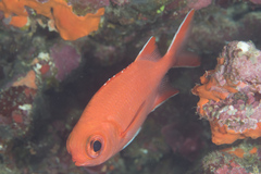 Whitetip Soldierfish photo 5